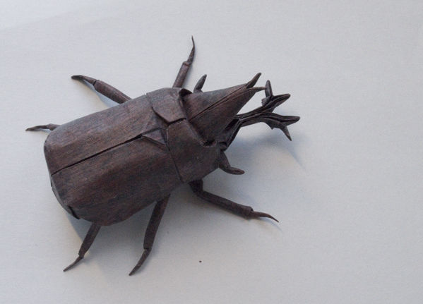 Samurai Helmet Beetle