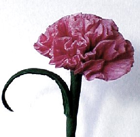 Carnation for Erica