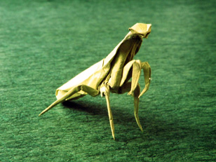 Praying Mantis