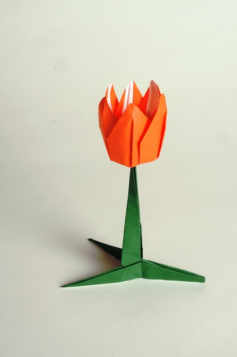 Tulip