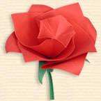 Miniature Rose 