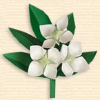 Chinese Dogwood flower