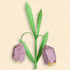 Meadow Fritillaria