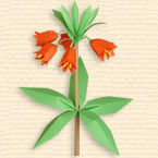 Fritillaria Imperialis