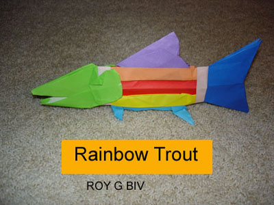 Rainbow Trout