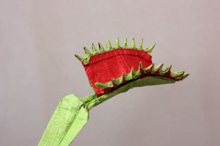 Venus Flytrap