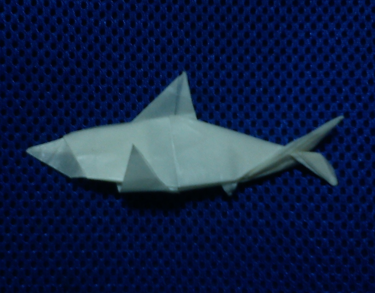 Shark