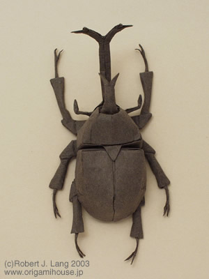 Samurai Helmet Beetle