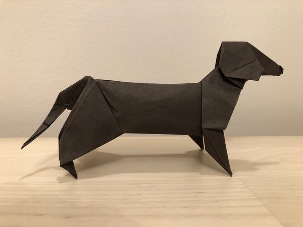 Dachshund