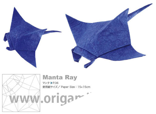 Manta Ray