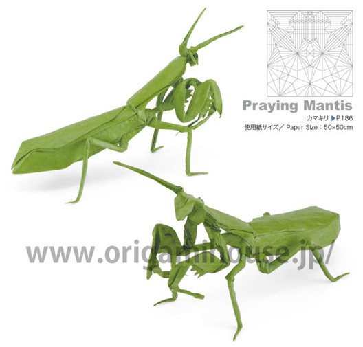 Praying Mantis