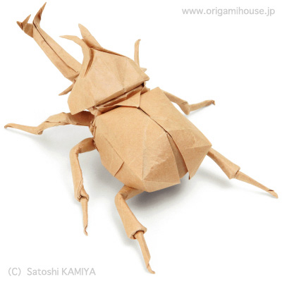 Samurai Helmet Beetle