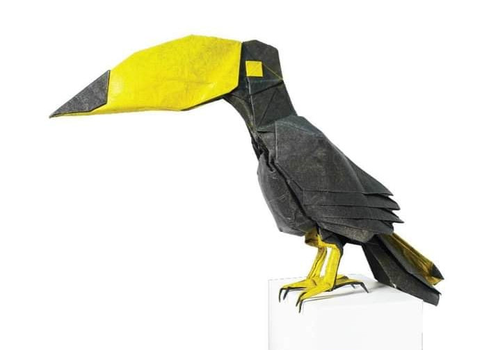 Toco Toucan