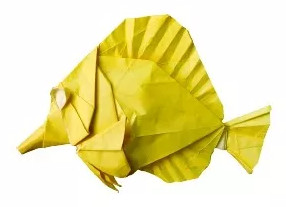 Zebrasoma Flavescens