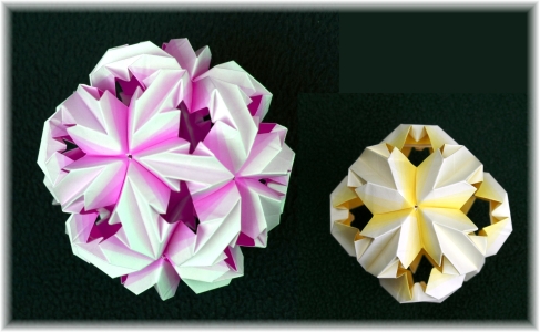 Chrysanthemum