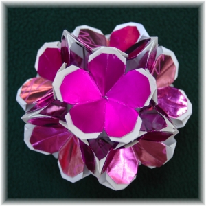 Dianthus