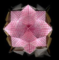 Lotus